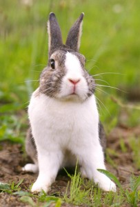 rabbit-203x300 rabbit-203x300